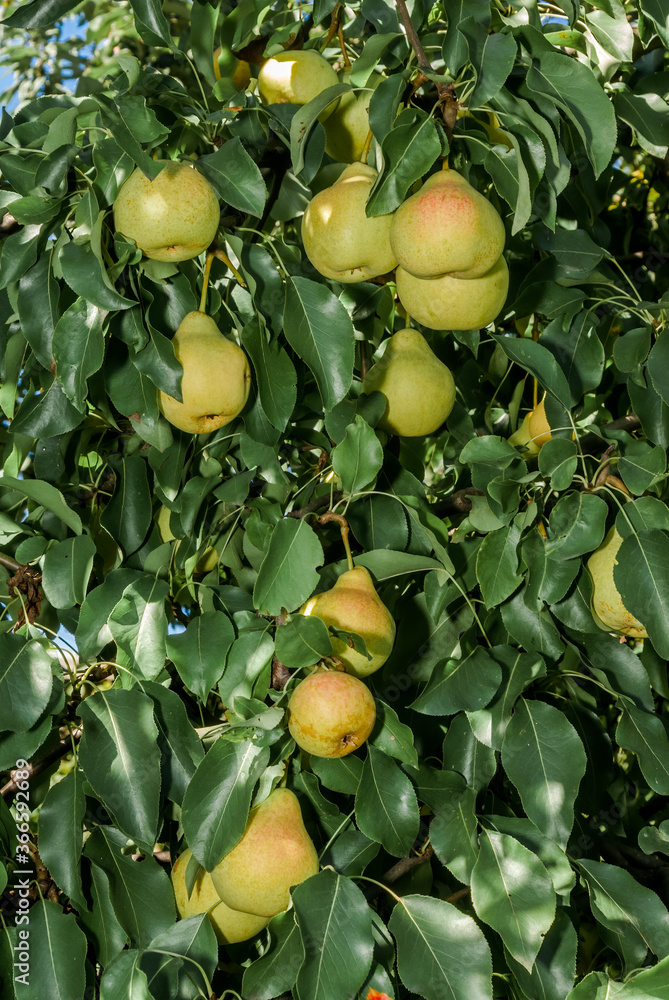 European Pear (Pyrus communis) in orchard