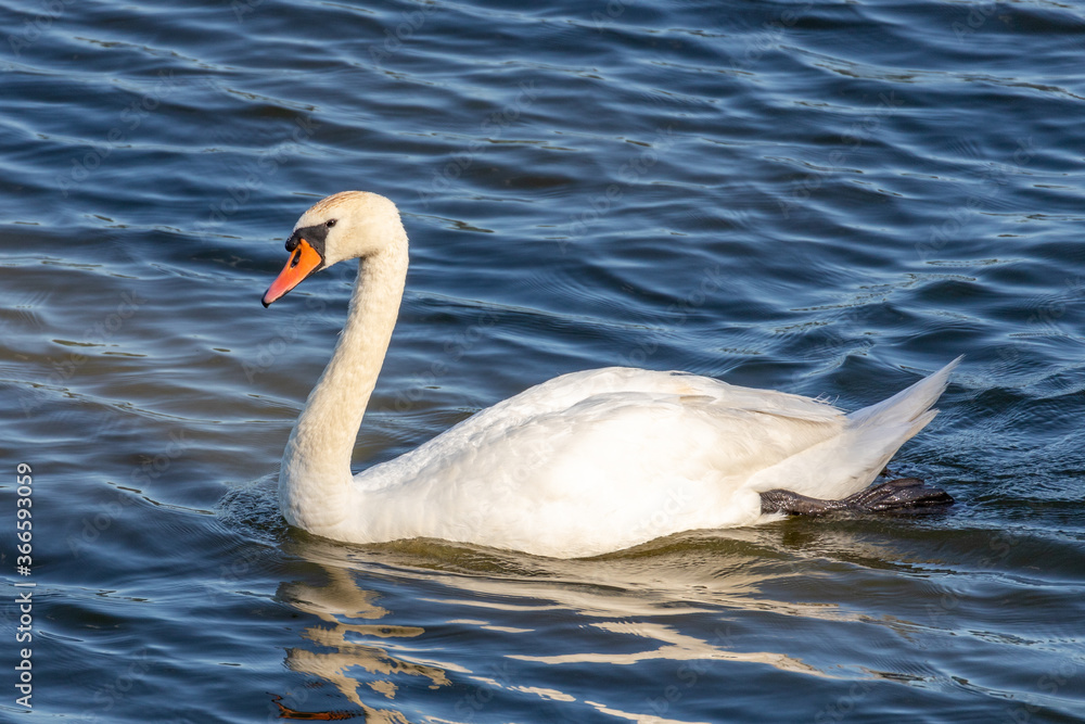 swan on the lake swan on the lake