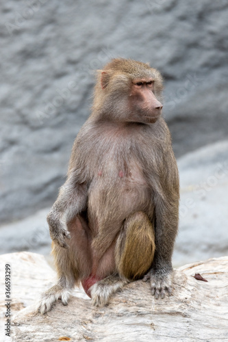 portrait of female baboon