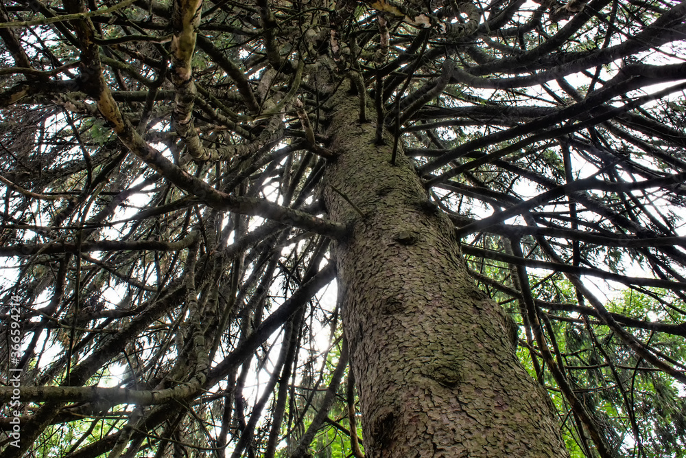 Fototapeta premium Under a Spruce Tree