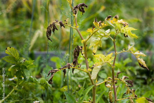 potato diseases, diseased potato tops: macrosporiosis,late blight,phytophthora