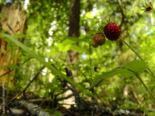 Wild strawberries with a bug