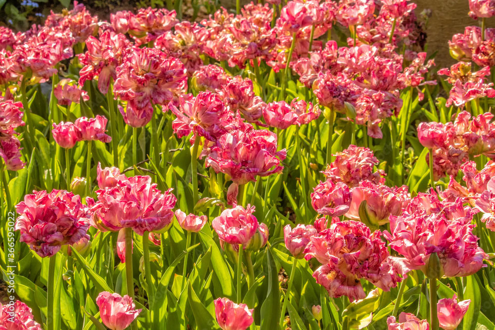Late Blooming Pink Peony Tulipa Late Blooming Pink Peony Tulipa