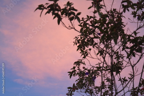 Wallpaper Mural Siluette on Landscape Torontodigital.ca