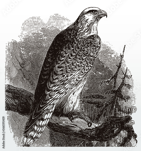 Gyrfalcon falco rusticolus sitting on branch, after antique illustration from 19th century
