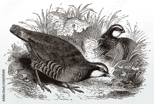 Two red-legged partridges, alectoris rufa sitting in a grassland, after an antique illustration from the 19th century