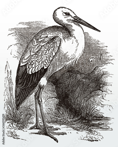 White stork ciconia in side view standing in grassy landscape, after antique illustration from 19th century