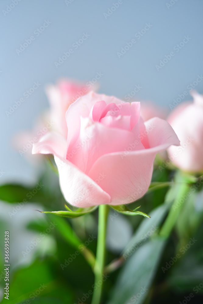 pink rose Bud on a light background