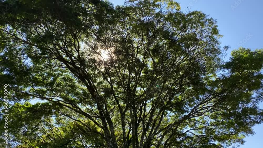 Beautiful view of the sun rays inbetween the tree top leaves Beautiful view of the sun rays inbetween the tree top leaves