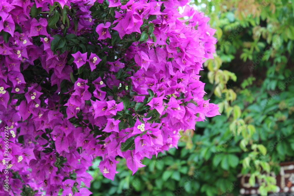 Fototapeta premium Pink flowers with green leaves