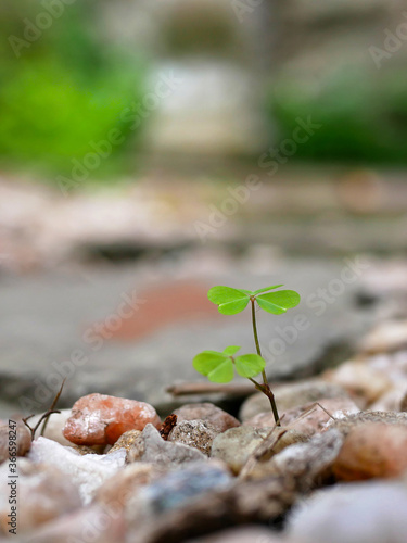 фотографія clover sprout growing isolated through stones on the floor
