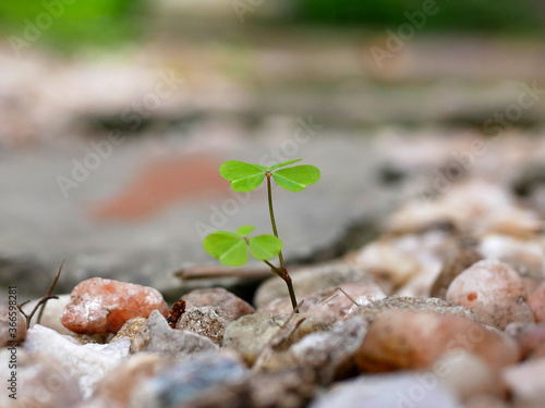 Foto clover sprout growing isolated through stones on the floor