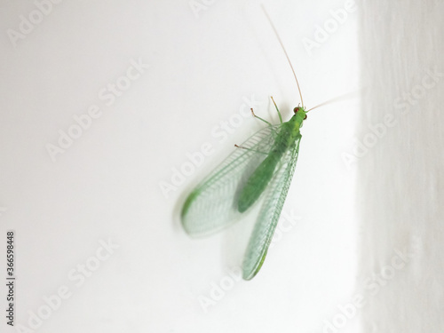 green lacewing insect animal (Chrysopa carnea) photo