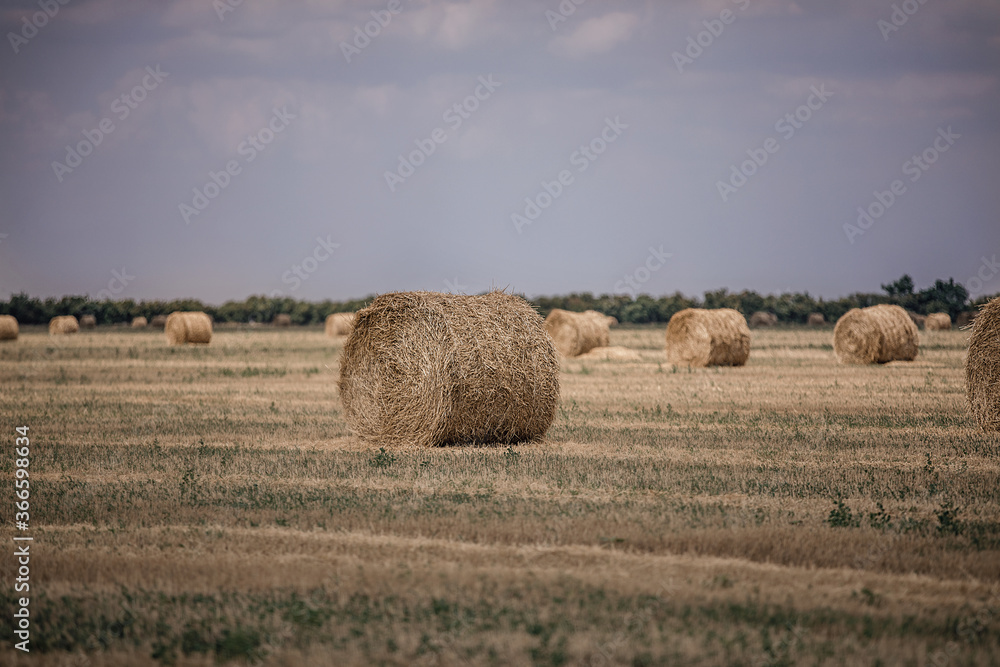 Haystack rolls on agriculture field. Field of freshly bales of hay. Haystack rolls on agriculture field. Field of freshly bales of hay.