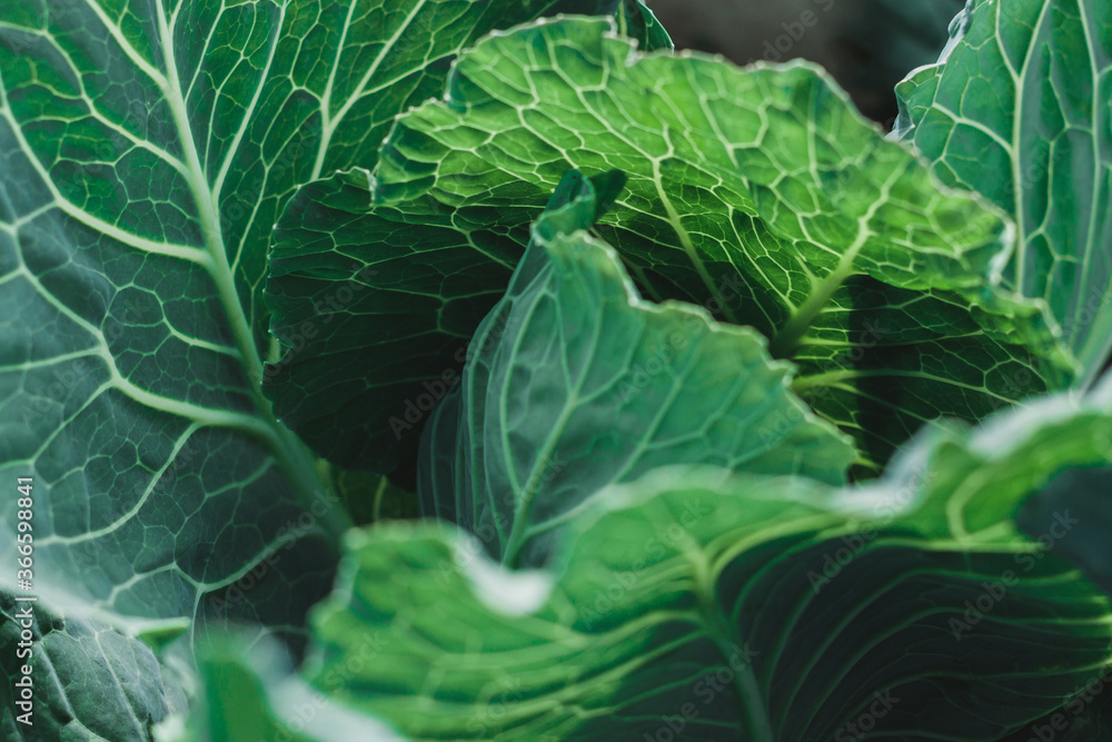 Green cabbage leaves in a contrasting light. Green leaves in a contoured light. A cabbage leaf lit by the sun. The queen of slaw. Leafy background. Natural eco-friendly background with leaves. Green cabbage leaves in a contrasting light. Green leaves in a contoured light. A cabbage leaf lit by the sun. The queen of slaw. Leafy background. Natural eco-friendly background with leaves.