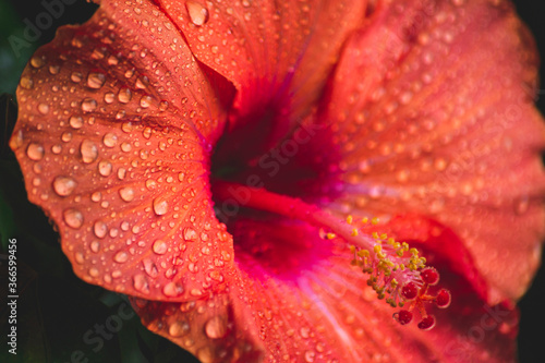 Macro photography of water drops on the petal of red hibiscus flower. Pink shade of exotic flower in the garden on green background. Copy space for text, greeting card concept with flower. 