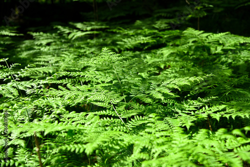 Green fern leaves in sunlight