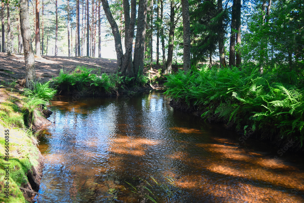 Picturesque winding Forest River on a summer day Picturesque winding Forest River on a summer day