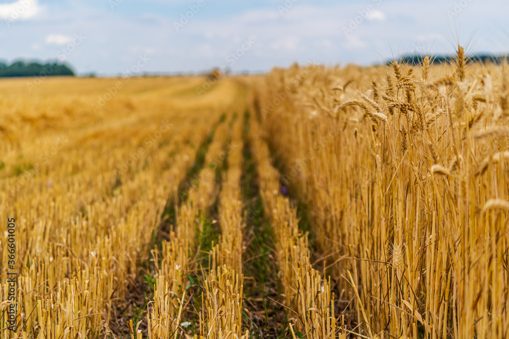 Landscape with a ripe wheat field with selective focus. Harvest in summer.