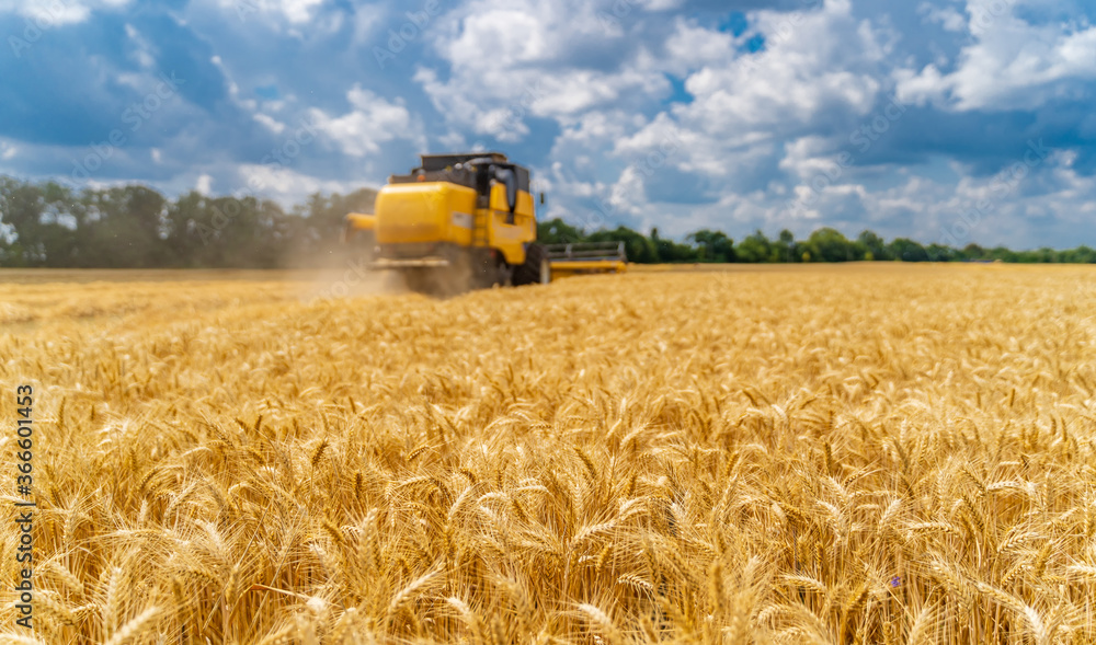Obraz premium Special machine harvesting crop in fields, Agricultural technic in action. Ripe harvest concept. Crop panorama. Cereal or wheat gathering. Heavy machinery, blue sky above field.