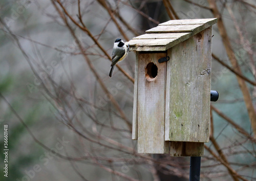 A Black-capped chickadee looks toward the camera while perched on the edge of a rustic wooden bird house.