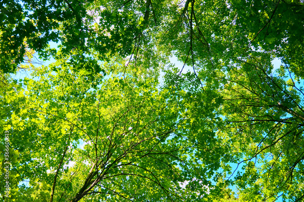 Foliage of trees against the blue sky. Foliage of trees against the blue sky.