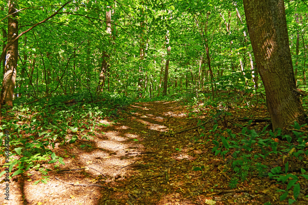 Walking paths in the forest for running.