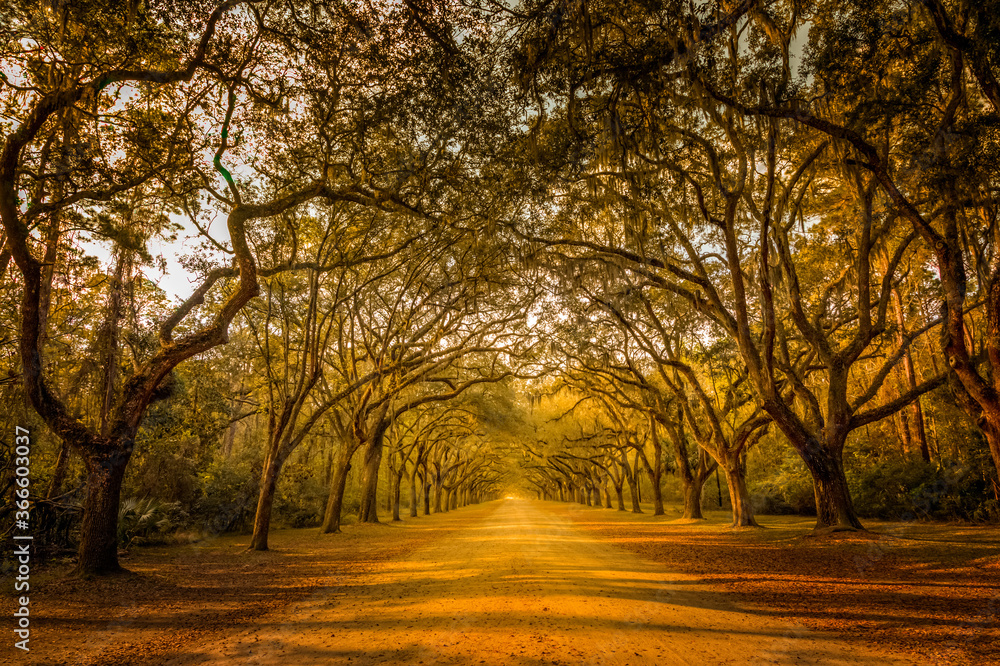 A stunning, long path lined with ancient live oak trees draped in spanish moss