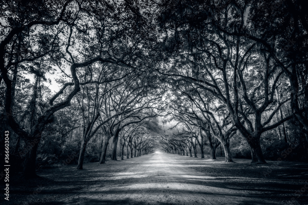 Fototapeta premium A stunning alley lined with old live oak trees draped in spanish moss