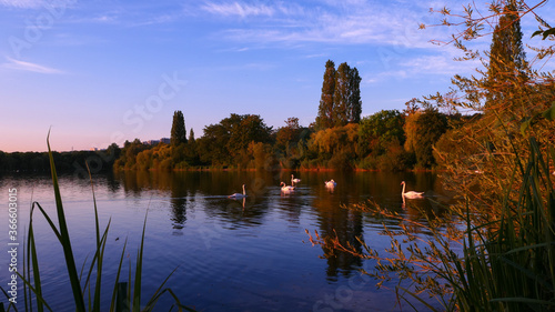 Beautiful lake in autumn with wildlife. Summer landscape near the water with swans and trees in the background.
