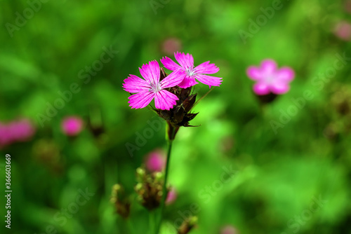 Pink flower Dianthus campestris in the garden.