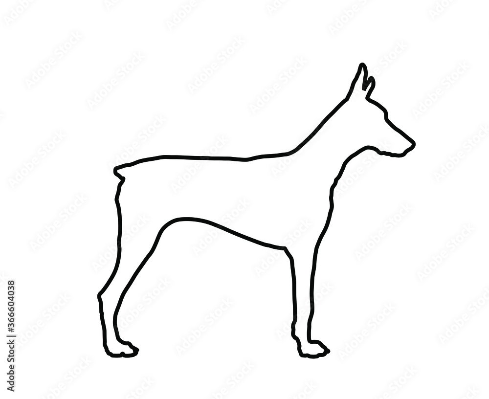 Doberman Pincher dog line contour vector illustration isolated. German military guardian dog for detecting smuggling drugs. Beware of dog sign.   Best friend and guard dog.