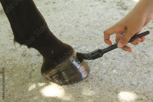 des soins donnés à un sabot de cheval dans un centre équestre photo
