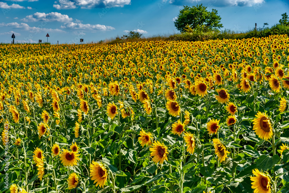 colorful field of sunflowers in the summer in the hills in Tuscany