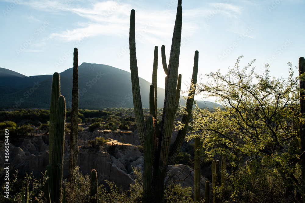 cactus