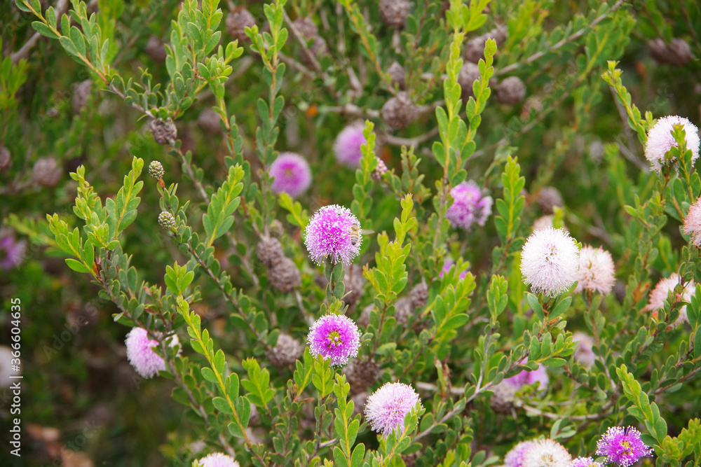 Close-up view of a blooming roadside shrub with unusual purple and white ball shape flowers Close-up view of a blooming roadside shrub with unusual purple and white ball shape flowers