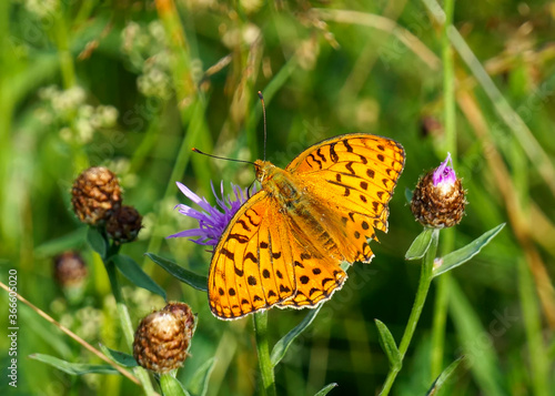 Close-up view of the beautiful orange butterfly Dark green fritillary (Speyeria aglaja, previously known as Argynnis aglaja). Selective focus, blurred background photo