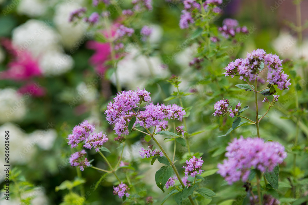 Purple Verbena tiny flowers in the garden Purple Verbena tiny flowers in the garden