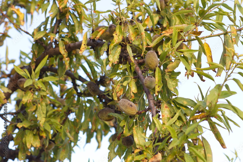 Close-up of almond branches with their shell fruit Close-up of almond branches with their shell fruit