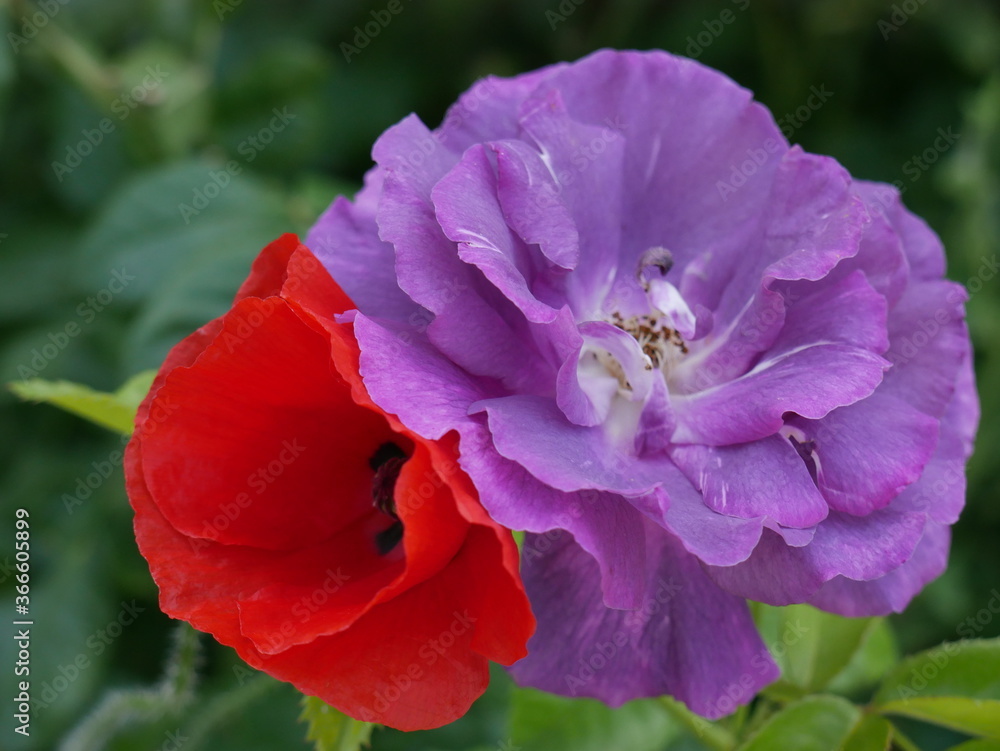 Fototapeta premium Red and purple flower