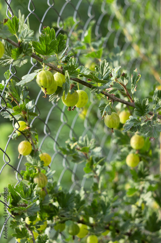 Ripe gooseberries hang on a branch, a bush with useful and tasty summer berries near the mesh fence. Food background