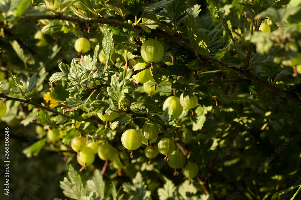 Ripe gooseberries on a bush, useful and tasty summer berries. Food background