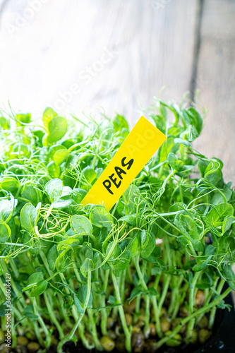 Microgreen sprouts peas closeup with the paper and text peas