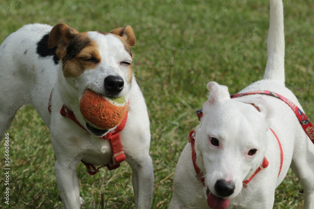jack russell terrier dog jack russell terrier dog