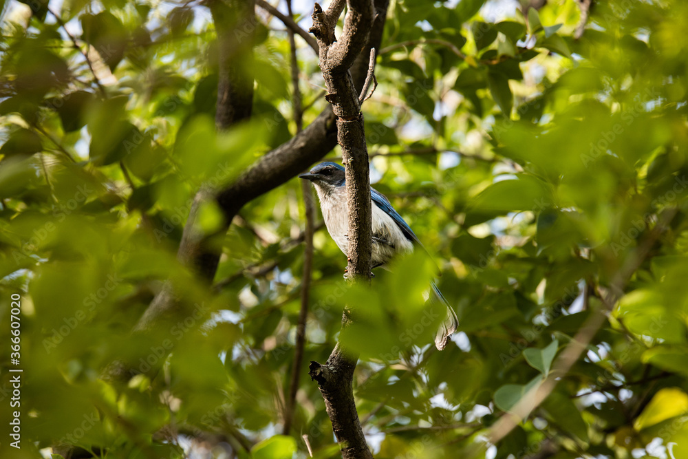 Pájaro azul Pájaro azul