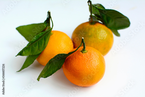Three tangerines with leaves on a white background