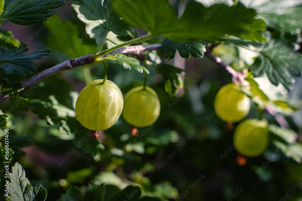Gooseberry berries on a branch in the garden.