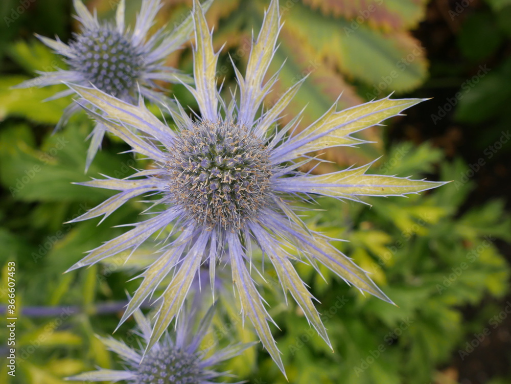 purple thistle flower
