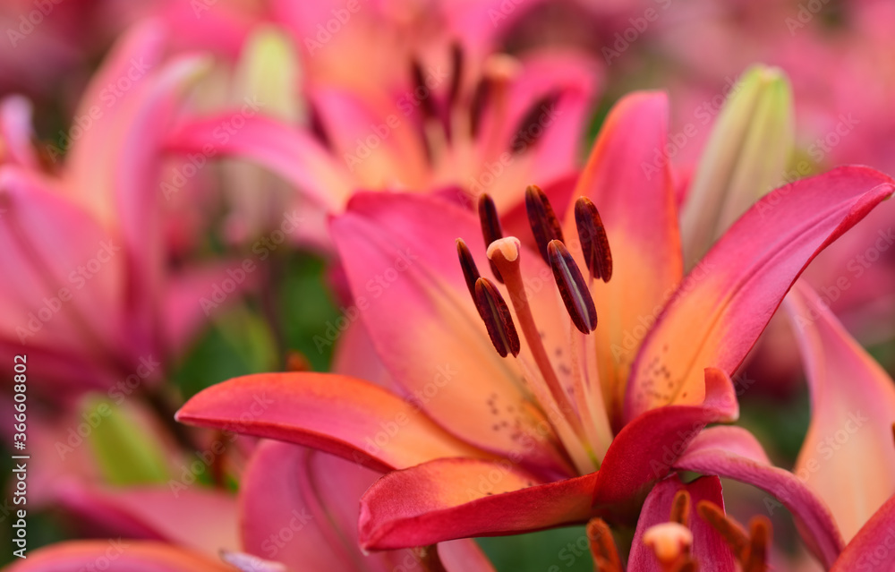 Close-up of a pastel colored red lily in front of other lilies on a flower field Close-up of a pastel colored red lily in front of other lilies on a flower field