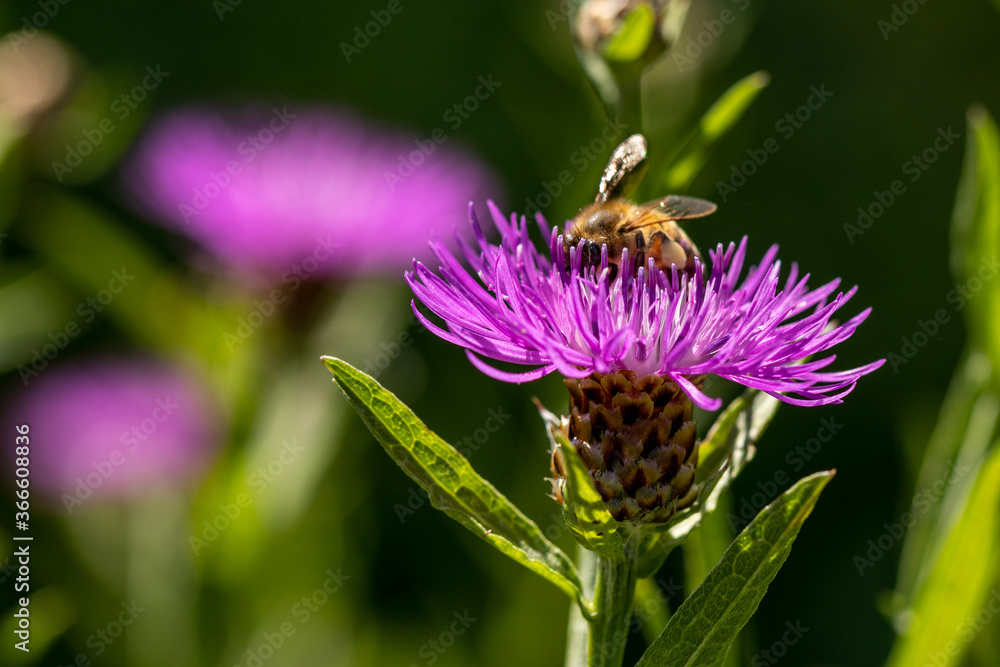 Wiesenflockenblume, Centaurea jacea mit Honigbiene Wiesenflockenblume, Centaurea jacea mit Honigbiene